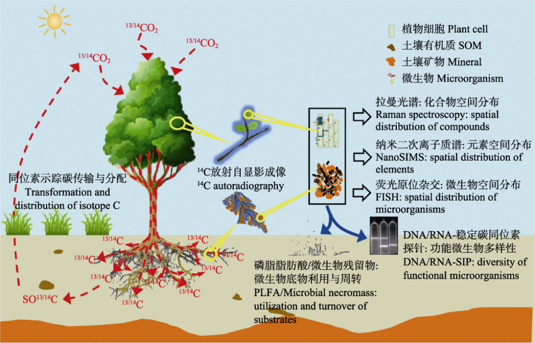 【熱點Focus】碳同位素示蹤技術及其在陸地生態(tài)系統(tǒng)碳循環(huán)研究中的應用與展望